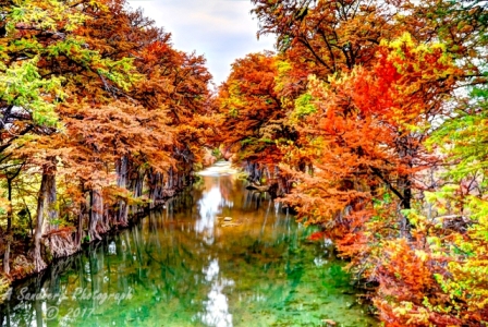49lostmaples