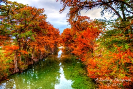 50lostmaples