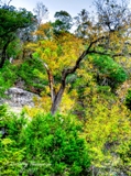 11lostmaples