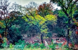 17lostmaples