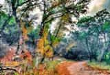 18lostmaples
