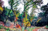 19lostmaples