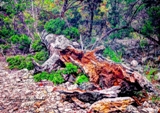 27lostmaples