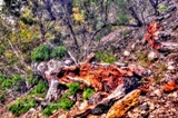 28lostmaples