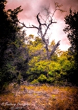 31lostmaples