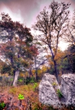 34lostmaples