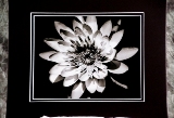 m_matted-13.jpg