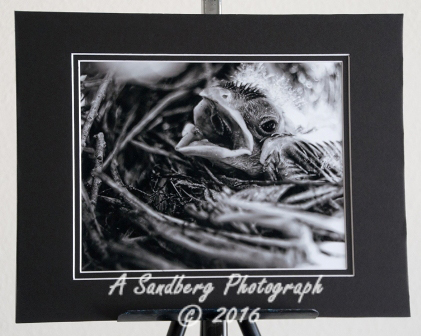 matted_0006.jpg