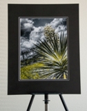 matted-1103.jpg