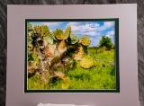 matted-45.jpg
