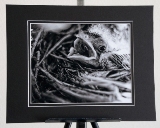 matted_0006.jpg
