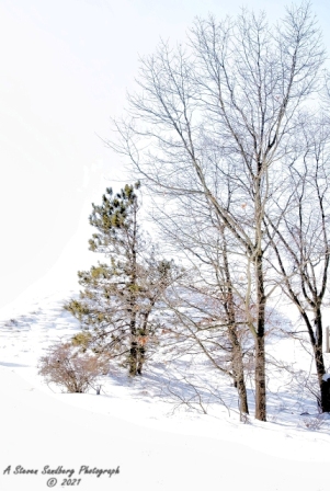 DSC_7794a.jpg