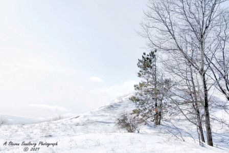 DSC_7796a.jpg