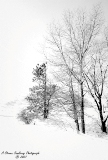 DSC_7794-2.jpg