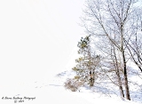 DSC_7795a.jpg