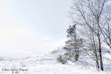 DSC_7796a.jpg
