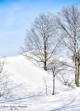 DSC_7801a.jpg