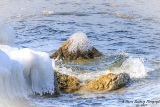 DSC_7827a.jpg