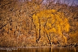 36MI0119.jpg