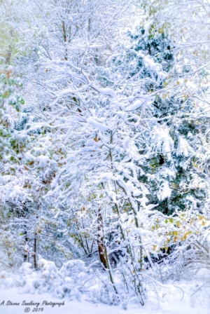 DSC_6901.jpg