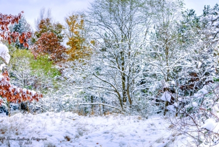 DSC_6926.jpg