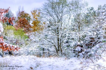 DSC_6927.jpg