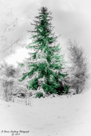 DSC_6944.jpg