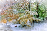 DSC_6893.jpg