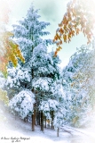 DSC_6899.jpg
