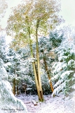 DSC_6907.jpg
