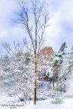 DSC_6924.jpg