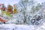 DSC_6927.jpg