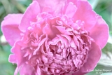 DSC_5909.jpg