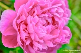DSC_5927.jpg