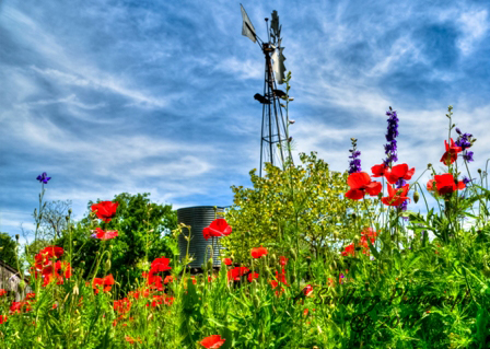 poppies_040617-104.jpg