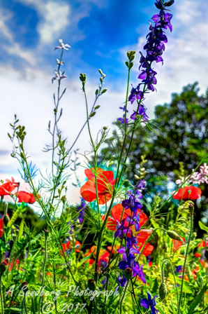 poppies_040617-113.jpg