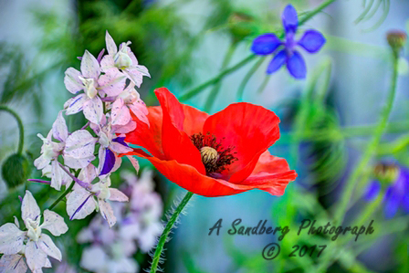 poppies_040617-15.jpg