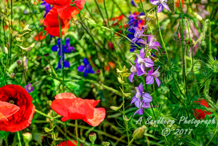 poppies_040617-36.jpg