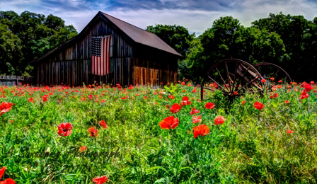 poppies_040617-60.jpg