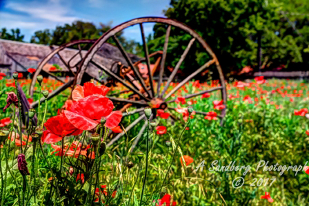 poppies_040617-72.jpg