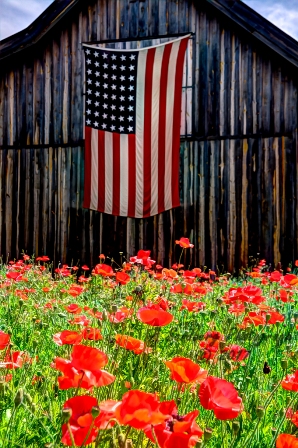 poppies_040617-77.jpg
