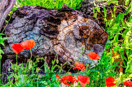 poppies_040617-89.jpg