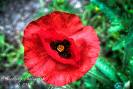 poppy_plus-11.jpg