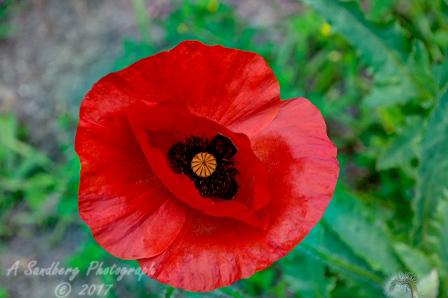 poppy_plus-12.jpg