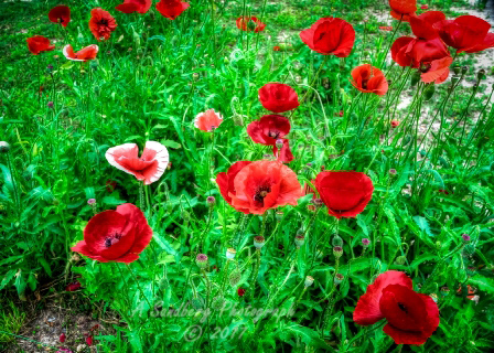 poppy_plus-13.jpg