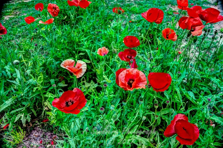 poppy_plus-14.jpg