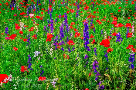 poppy_plus-3.jpg