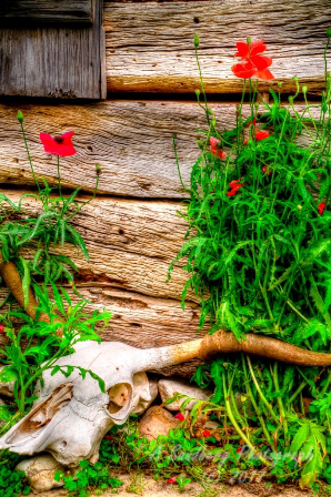 poppy_plus-31.jpg