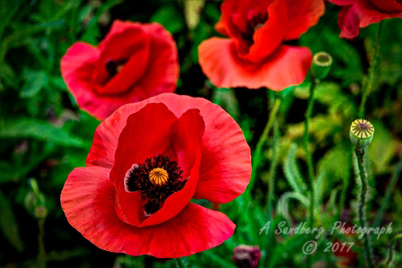 poppy_plus-39.jpg