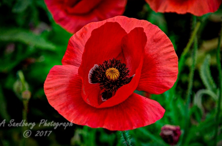 poppy_plus-40.jpg